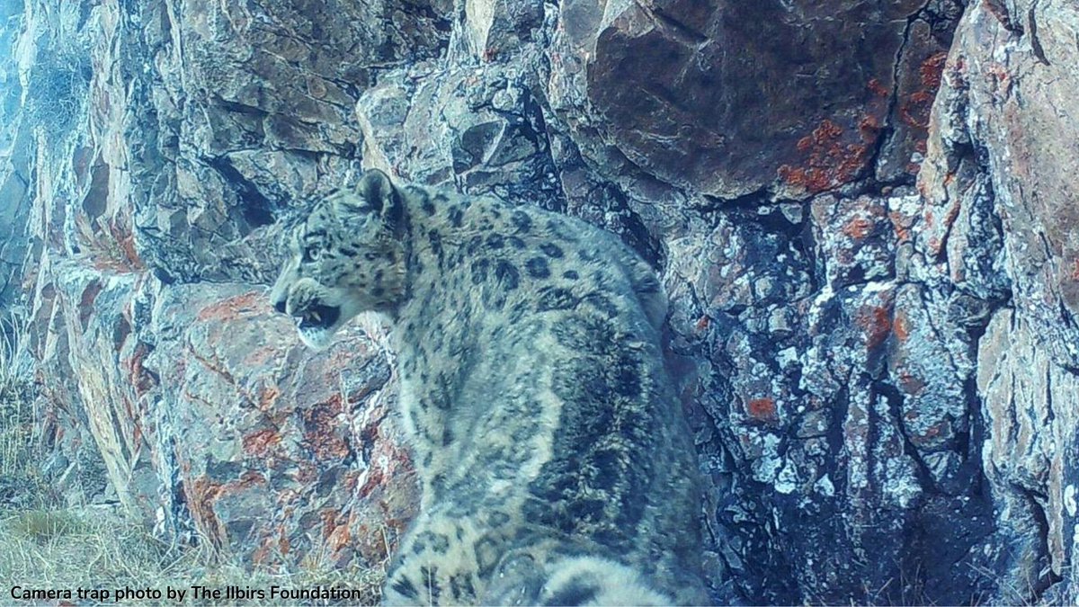 Meet the @IlbirsF, our member working in #Kyrgyzstan, where >half the territory is potential SL habitat! The Foundation partners w/ local communities to address threats faced by #snowleopards & the mountain ecosystems Find +out👉youtube.com/watch?v=Kv8ywV… 📸#cameratrap, Chui region