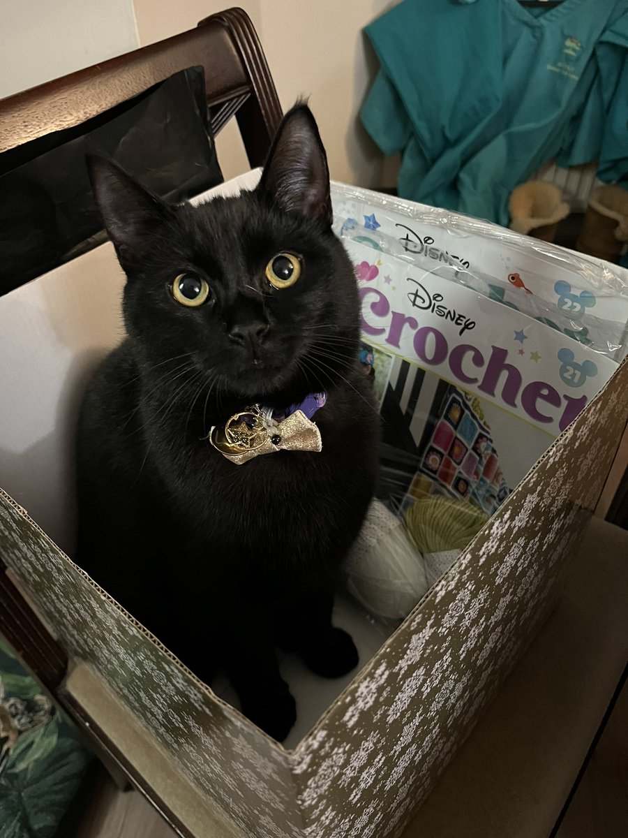 NatCBrooks's tweet photo. My little helper, helping me sort my @Disney Crochet magazine! 🖤🐾🐈⬛🧶 Couldn’t do it without her of course! 😆🥹🥰✨
#craftynat83 #lilah #thetinyone #mummyslittlehelper💞 #cute #crochet #disneycrochet #disneycrochetmagazine #loveher❤️ #thoseeyes🖤 #loveblackcats🐾 #disneykitten https://t.co/g2T5byseJk
