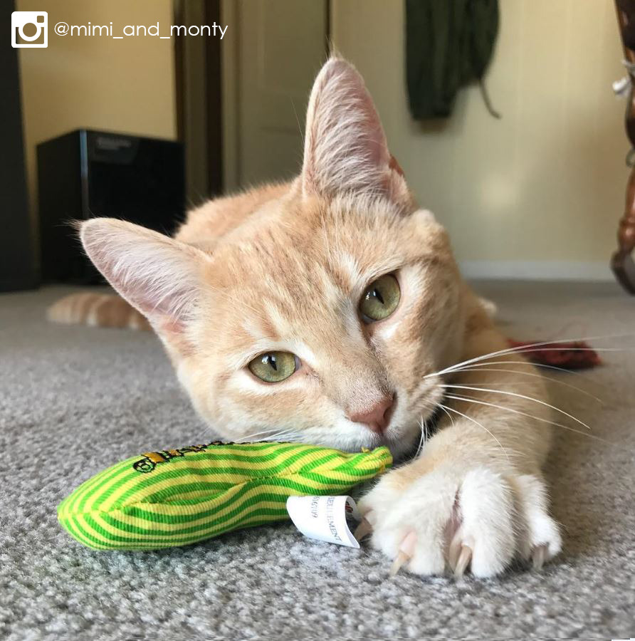 Entirely Pets tweet media