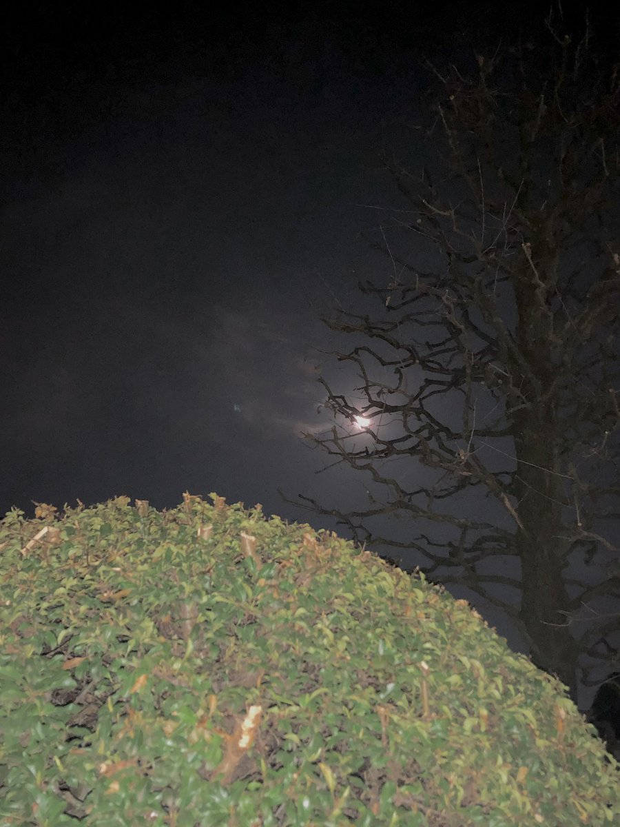 fiorenzocorti's tweet photo. Au clair de la lune
#masate https://t.co/lmYv065Rns