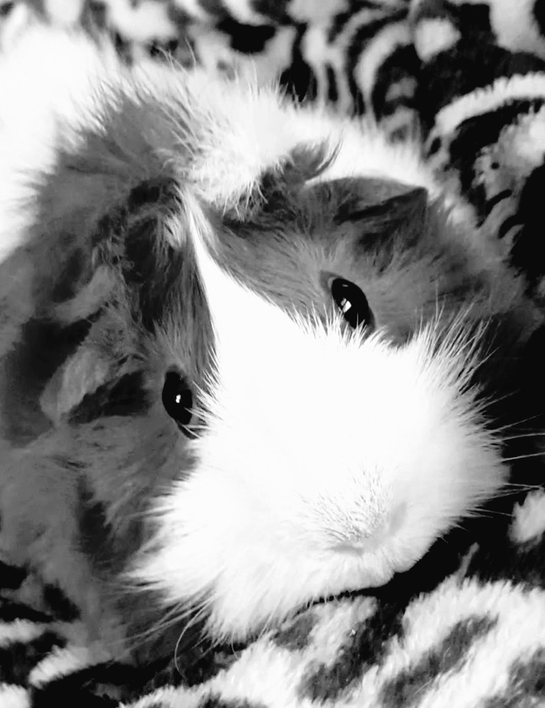 No words needed. ♥️♥️♥️♥️
#LoveMyPet #guineapig #pets 
💞💞💞💞💞💞💞💞💞💞💞💞