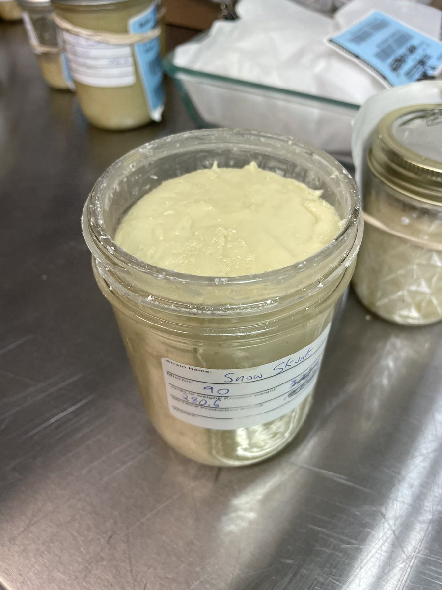 Rngseeds (@rngseedcompany) on Twitter photo 