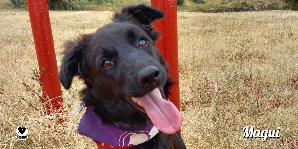 Nació para ser modelo 💅🏼.

Ella es Magui, cachorra de 6 meses que espera un hogar que la cuide por siempre. ¿Te animás? 🫶🏽.

📲 Si querés saber sobre ella comunicate por privado.