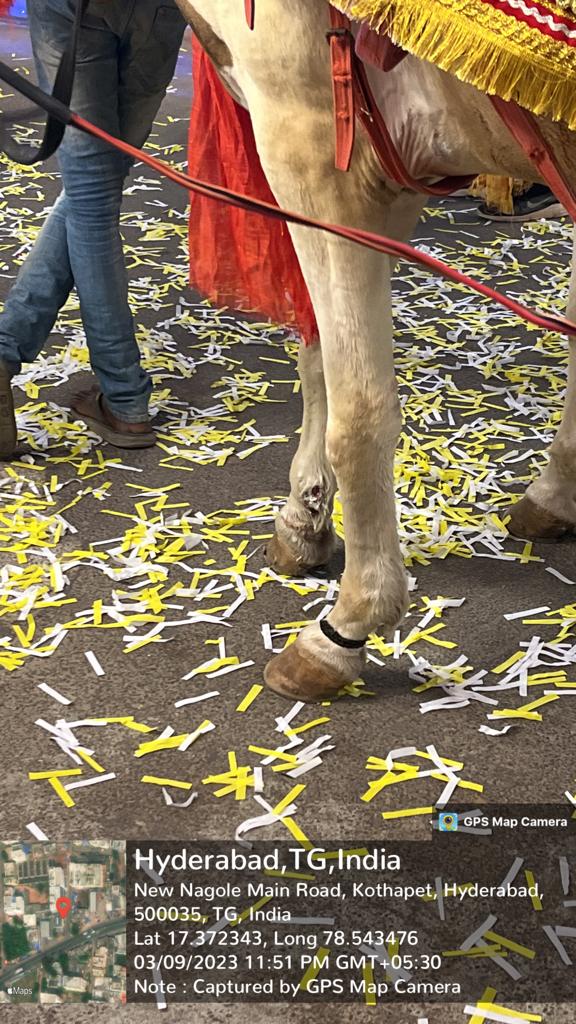 SPCA_Medchal's tweet photo. This is near Chaitanyapuri PS premises.A horse was tortured to perform in event an loud noises causing public https://t.co/dSmoFy1IFQ PS since 4hrs.pls register FIR @Chaitanyapurips @RachakondaCop @AcpLbNagar @Manekagandhibjp @AhimsaMatters @gauri_maulekhi @TelanganaCMO @KTRBRS https://t.co/NUTLr5vUNJ