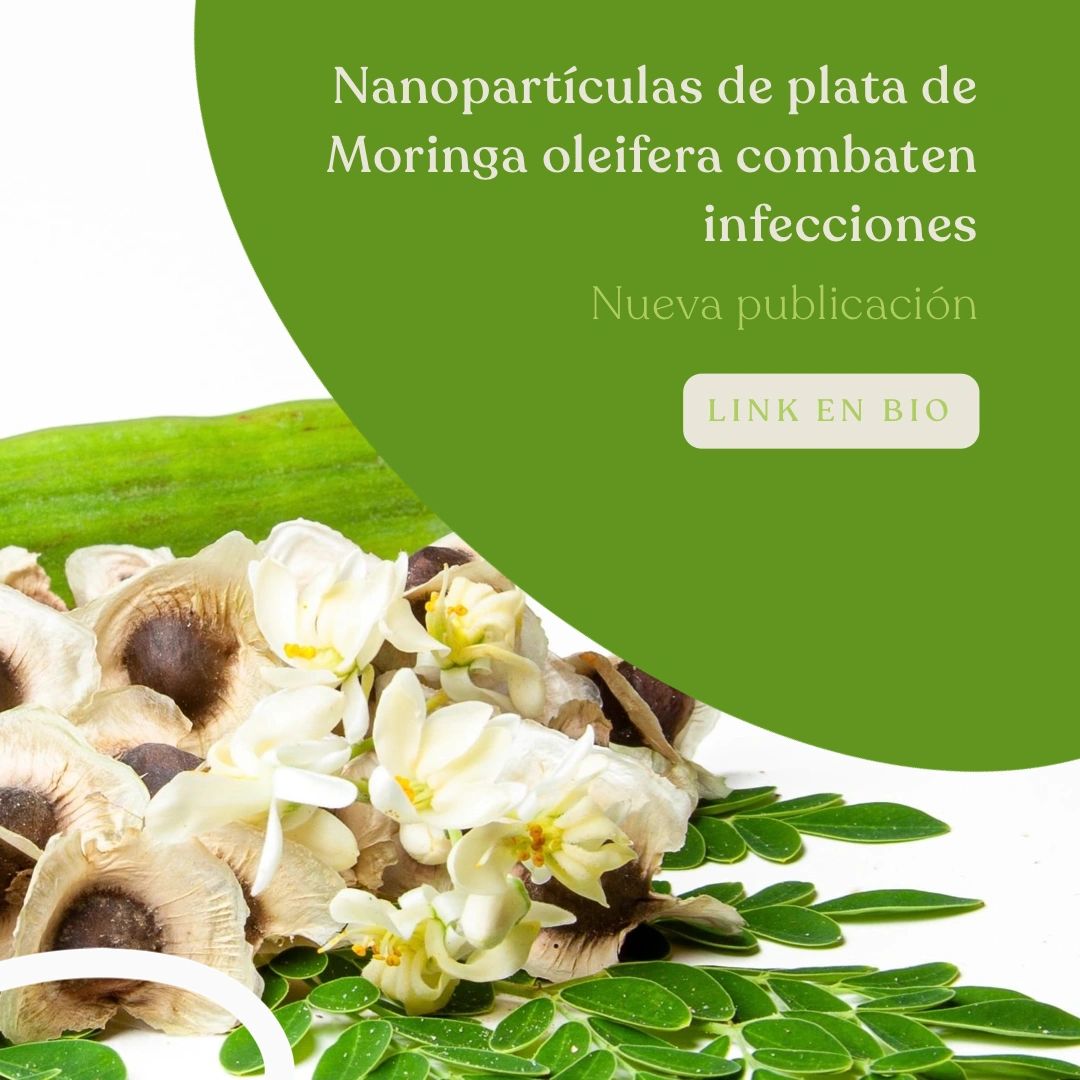 NanoBioColombia (@nanobiocolombia) on Twitter photo Nanopartículas de plata de Moringa oleifera podrían ser alternativa más segura y efectiva contra infecciones fúngicas resistentes. Avance en nanotecnología verde. #Nanopartículas #MoringaOleifera #InfeccionesFúngicas #NanotecnologíaVerde. rb.gy/rqpzcu Nanopartículas de plata de Moringa oleifera podrían ser alternativa más segura y efectiva contra infecciones fúngicas resistentes. Avance en nanotecnología verde. #Nanopartículas #MoringaOleifera #InfeccionesFúngicas #NanotecnologíaVerde. rb.gy/rqpzcu