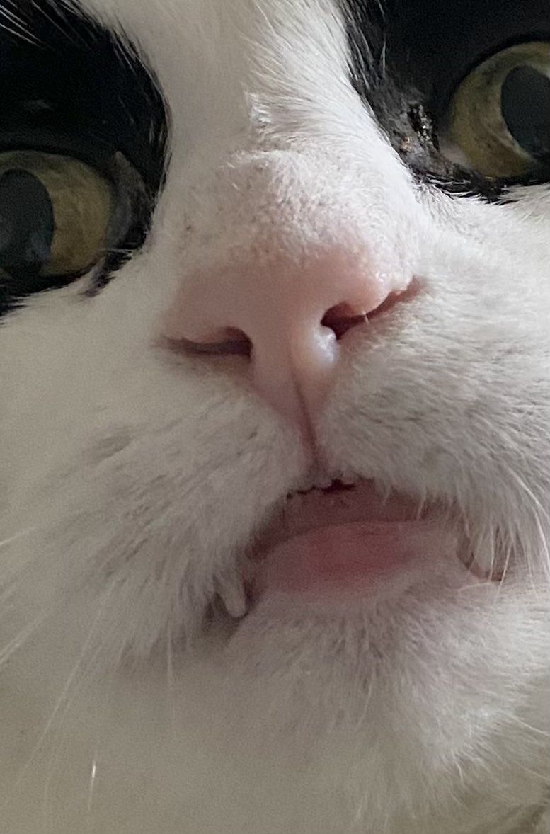 kascott72's tweet photo. @catsofinstagram SMILE 😸😸 https://t.co/CyM7iJju7V