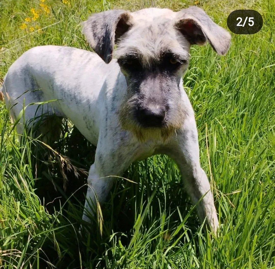 Dcyon's tweet photo. Me Ayudas? Comparte x fa #BuscoCasita #OptaPorAdoptar #AdopcionResponsable #perro #perrito #CDMX Hembra 1 año Talla G #Esterilizada #Vacunada Info #WhatsApp 5555040979 https://t.co/5UiHmqAWQp