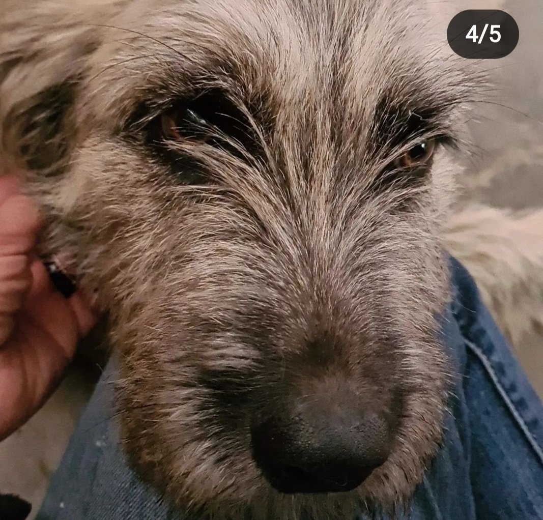 Dcyon's tweet photo. Me Ayudas? Comparte x fa #BuscoCasita #OptaPorAdoptar #AdopcionResponsable #perro #perrito #CDMX Hembra 1 año Talla G #Esterilizada #Vacunada Info #WhatsApp 5555040979 https://t.co/5UiHmqAWQp