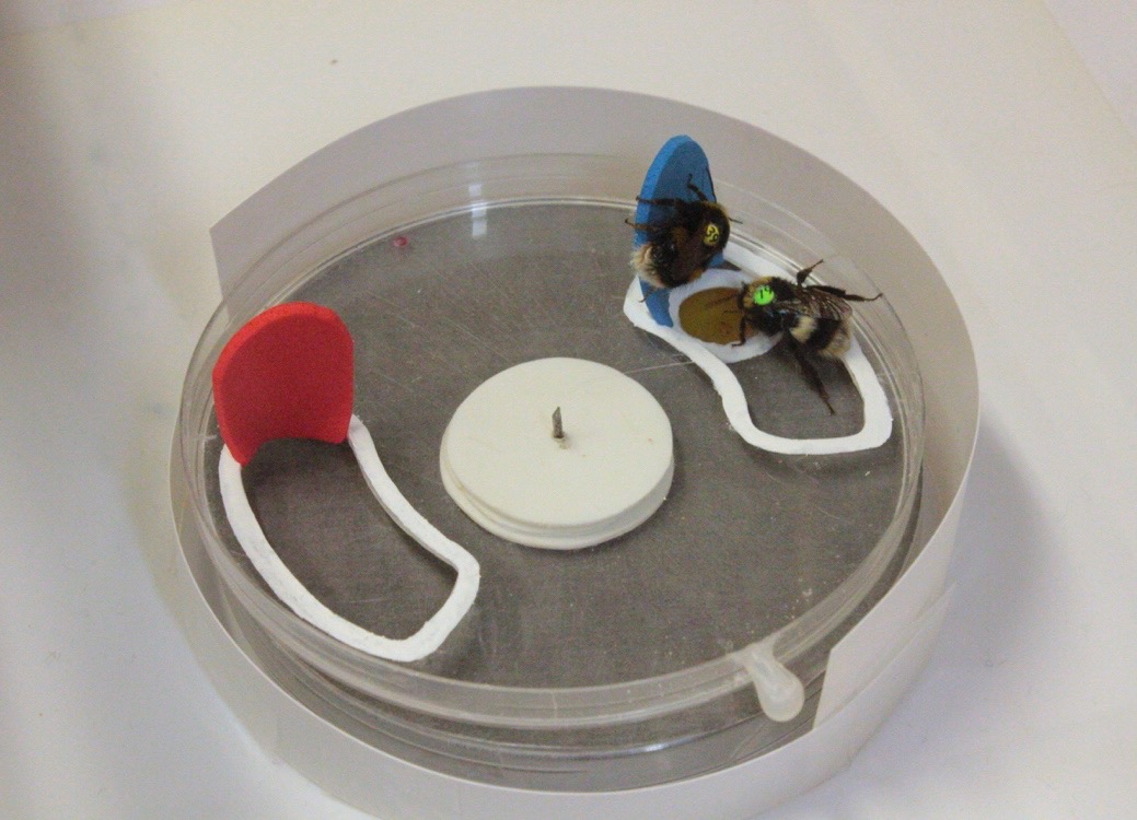 Scientists taught individual bees to solve puzzles. Soon, whole colonies knew how cbc.ca/radio/asithapp…