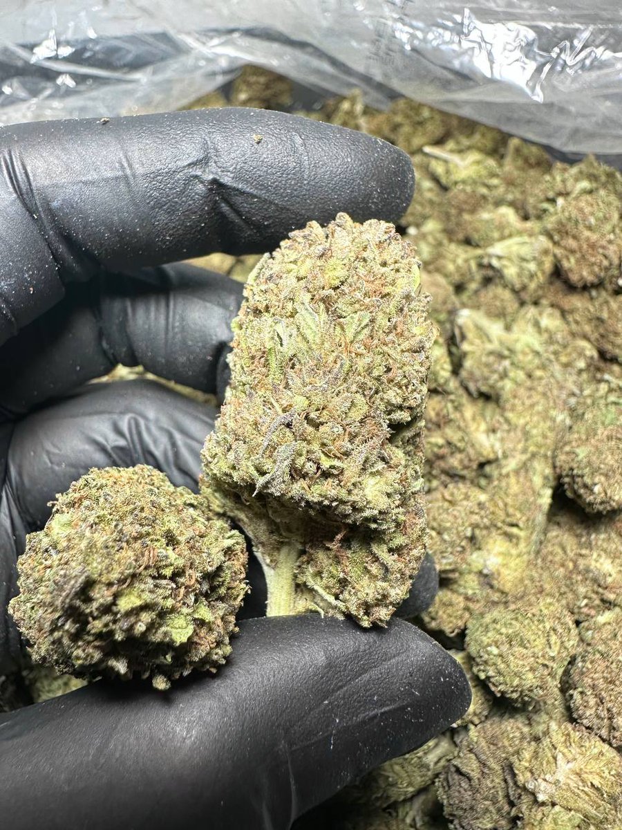 Dav_weed's tweet photo. https://t.co/6wdHSORoOP