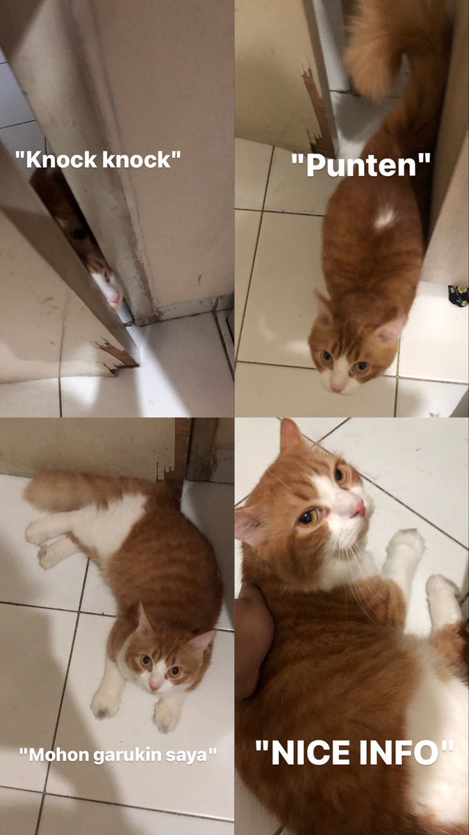 kochengfs's tweet photo. 🐈 liat kucing ibu kosan ak, dia enih namanya muklis, patroli setiap jam 5-6 pagi untuk bangunin anak2 kosan. ada yg punya kucing kosan juga? https://t.co/fDd4opKTQY