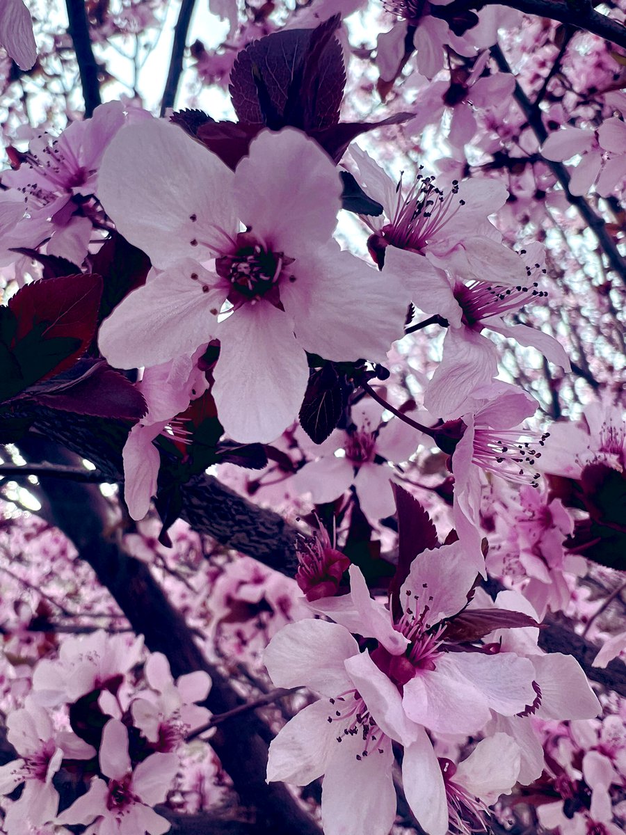 NewMexicoVibes's tweet image. The plum tree at work has bloomed without hesitation.  Are we still in #SpringOfDeception?  #NewMexico