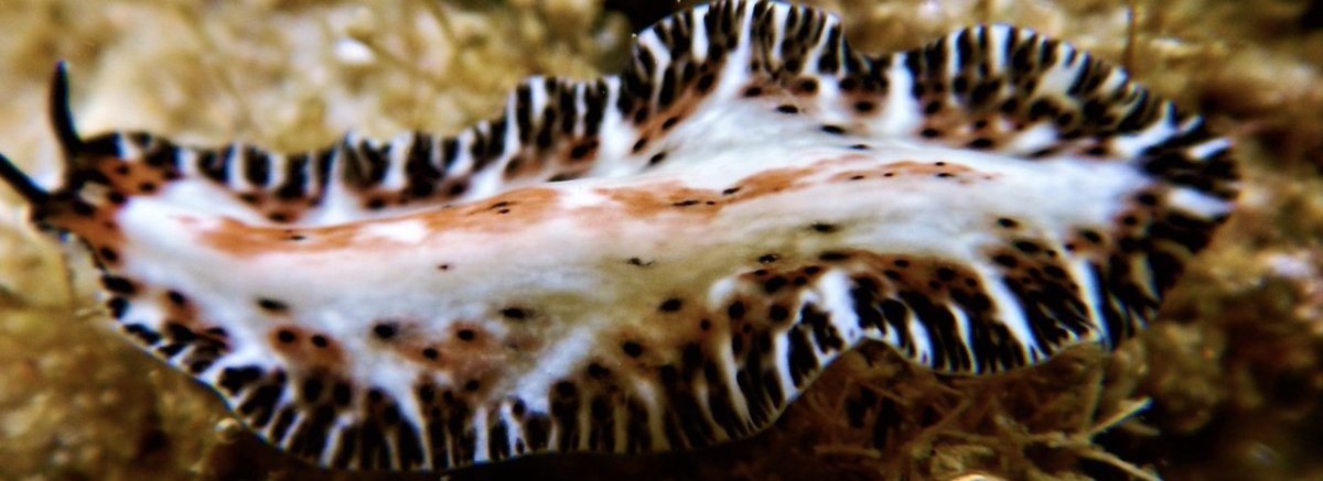Jane Williamson (@urchinhunter) on Twitter photo Fantastic #flatworms and where to find them! Interested in the ecology of temperate Australian polyclads? Read our new paper, led by the wonderful <a href="/loutosetto/">Dr Lou Tosetto</a> doi.org/10.3390/d15030… <a href="/MEG_MQ/">Marine Ecology Group</a> <a href="/mqnatsci/">Macquarie University School of Natural Sciences</a> <a href="/austmus/">Australian Museum</a> <a href="/MarineMcnab/">Justin McNab</a> <a href="/DrFlatto/">Jorge Rodriguez</a> Fantastic #flatworms and where to find them! Interested in the ecology of temperate Australian polyclads? Read our new paper, led by the wonderful <a href="/loutosetto/">Dr Lou Tosetto</a> doi.org/10.3390/d15030… <a href="/MEG_MQ/">Marine Ecology Group</a> <a href="/mqnatsci/">Macquarie University School of Natural Sciences</a> <a href="/austmus/">Australian Museum</a> <a href="/MarineMcnab/">Justin McNab</a> <a href="/DrFlatto/">Jorge Rodriguez</a>