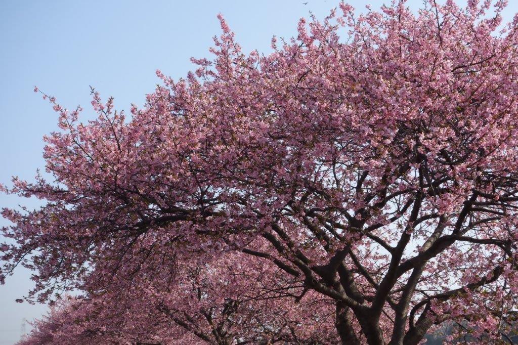 yac_sakurakaika's tweet photo. 令和５年３月９日（河津桜） https://t.co/GJNMh0zVSc