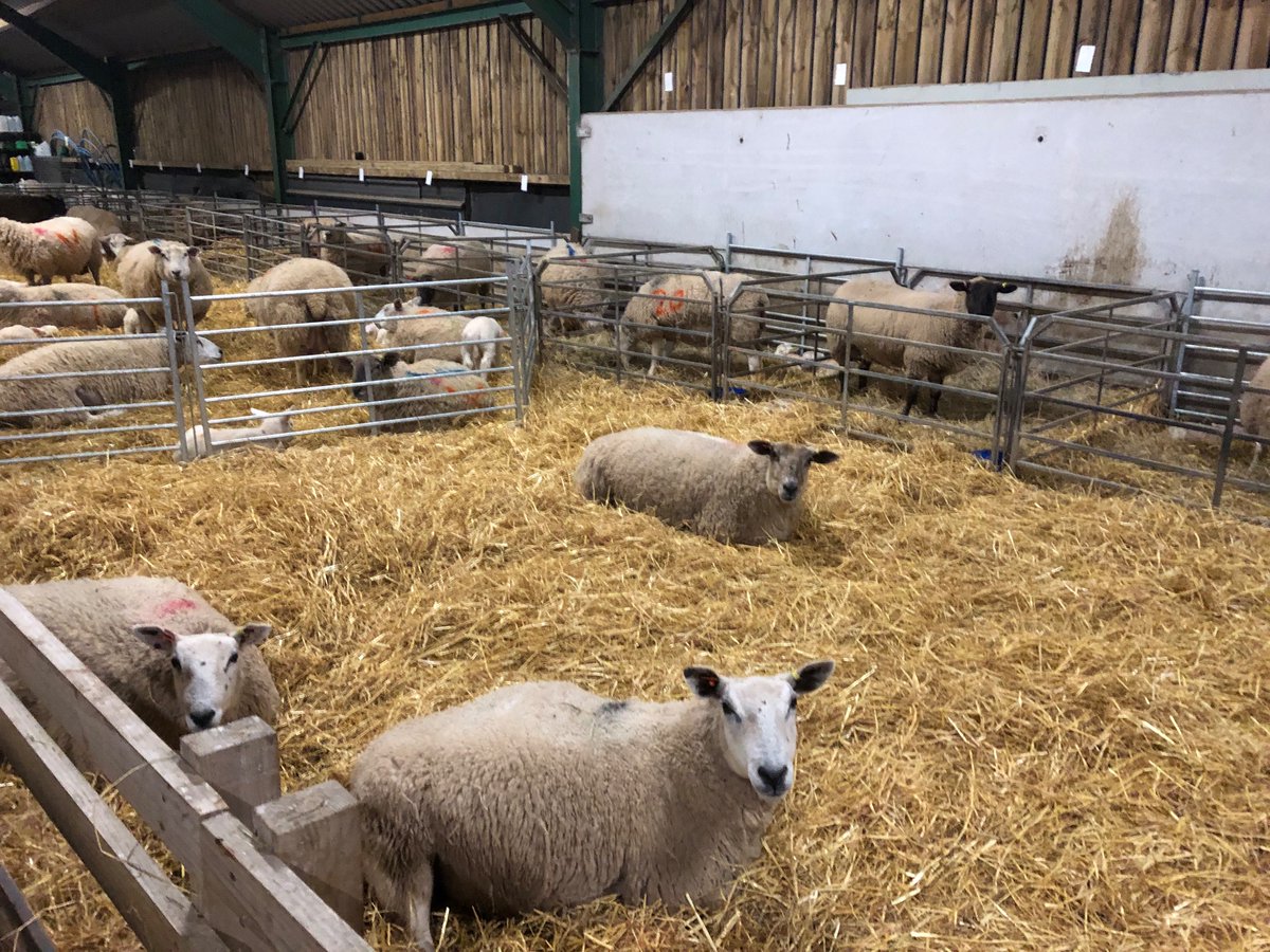 Came into the shed stone mad mental. Now let you walk through them while they’re chewing the cud!  #lambing2023 #hexeltexels #texelsheep #twilightshift #waitingforanewlambtosuck