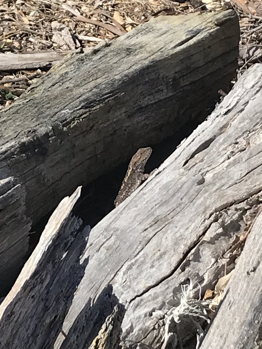 FocTrish's tweet photo. Always delighted to see these little Jacky Dragons. Safe in the woodpile.
Gippsland Red Gum grassy woodland #Gunaikurnai country #eastgippsland #wildoz https://t.co/udkVkIJnjz