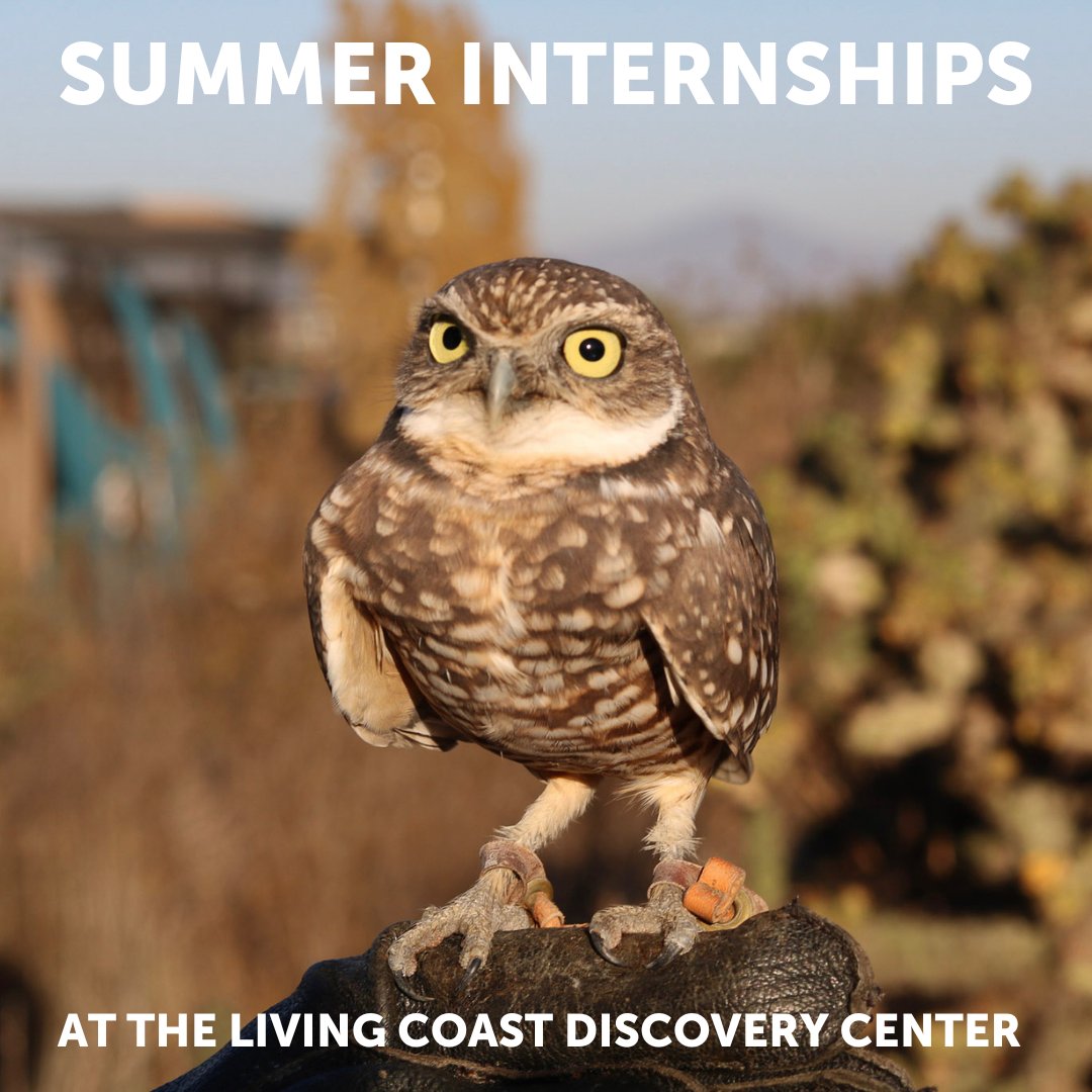 HOOOO 🦉 wants to become a #SummerIntern at the Living Coast?! We have openings in the Animal Care, Marketing, and Sustainability Department! The deadline to apply for a Summer Internship is April 4. Learn more: thelivingcoast.org/Internships
