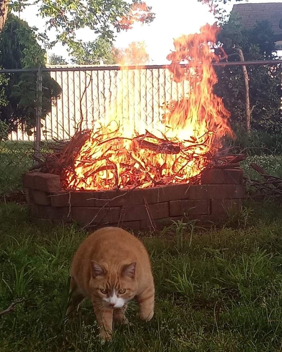 catsuptonogood's tweet image. ARSONIST