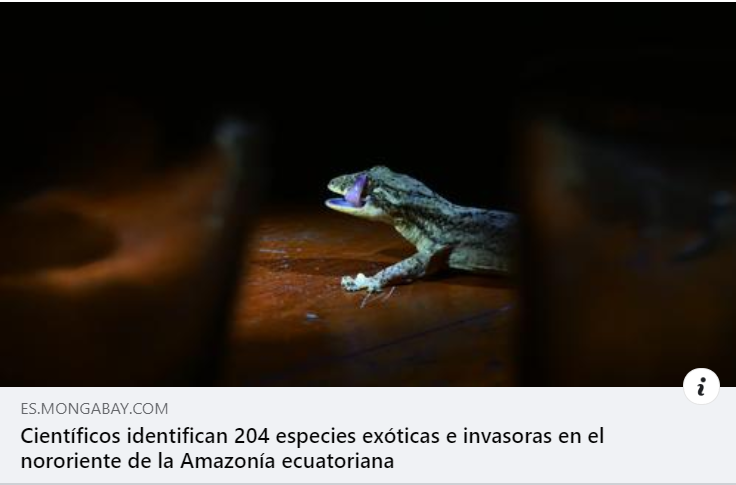 WCSEcuador's tweet photo. #Infórmate 🧐 | Investigadores latinoamericanos realizaron el primer diagnóstico y mapeo de especies exóticas #Invasoras en el nororiente de la #Amazonía ecuatoriana. 🇪🇨 
🖐💚💙 https://t.co/z3hbdcIIWw
