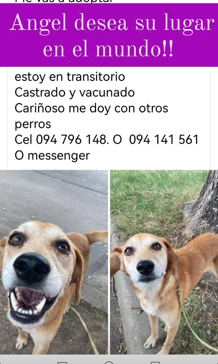 Cartelera de adopción
Dar una oportunidad a un perrito que ha nacido en la calle nos eleva en todos los sentidos como personas y seres de luz