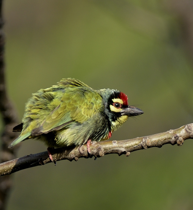 Coppersmith Barbet #IndiAves #ColourfulBirds 
 #Birds #NaturePhotography #birdwatching #birdphotography #BBCWildlifePOTD