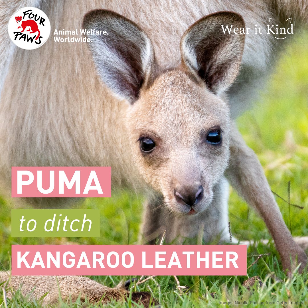 #GoodNews: PUMA to ditch #kangaroo leather! 🎉

The sports giant is ending their use of k-leather for their highly popular KING football boots this year, joining Prada, Salvatore Ferragamo and Versace. It’s time for Nike and Adidas to follow suit.
 
🦘🚫👟 #KangaroosAreNotShoes⚽