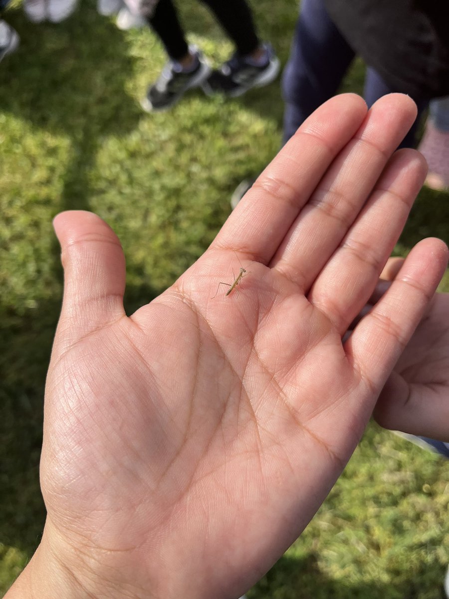 MrsDamaris12's tweet image. We had so much fun today!  We had field day and our praying mantis finally hatched! @KirkElementary #kirkcan