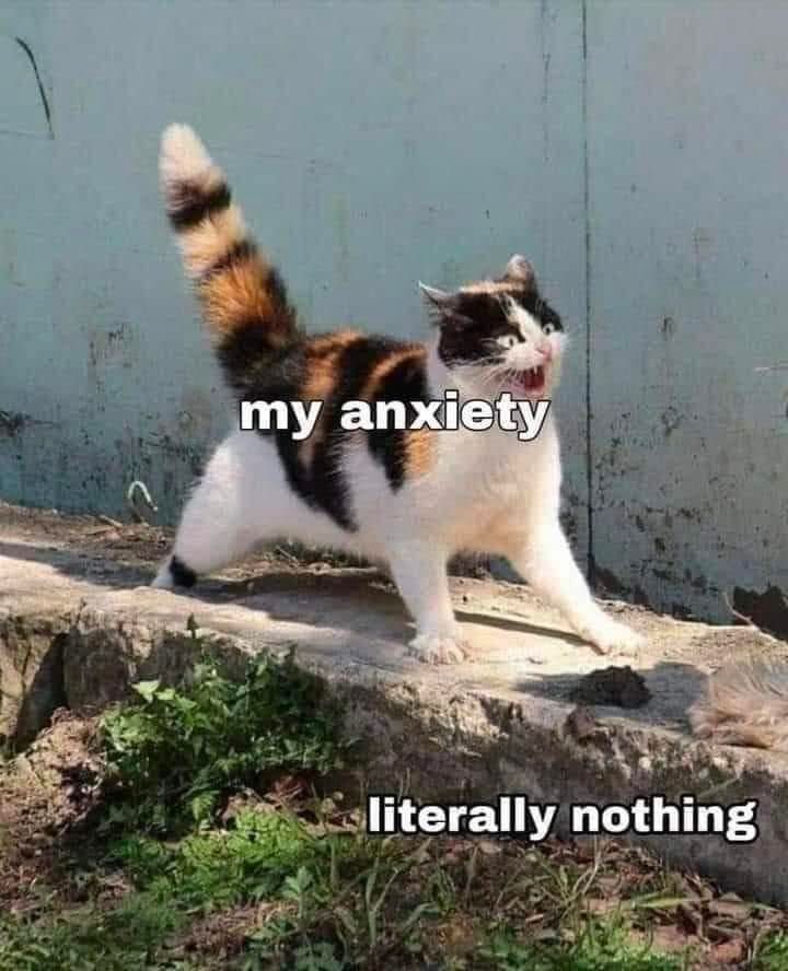 cats who share one braincell (@catbraincell) on Twitter photo 