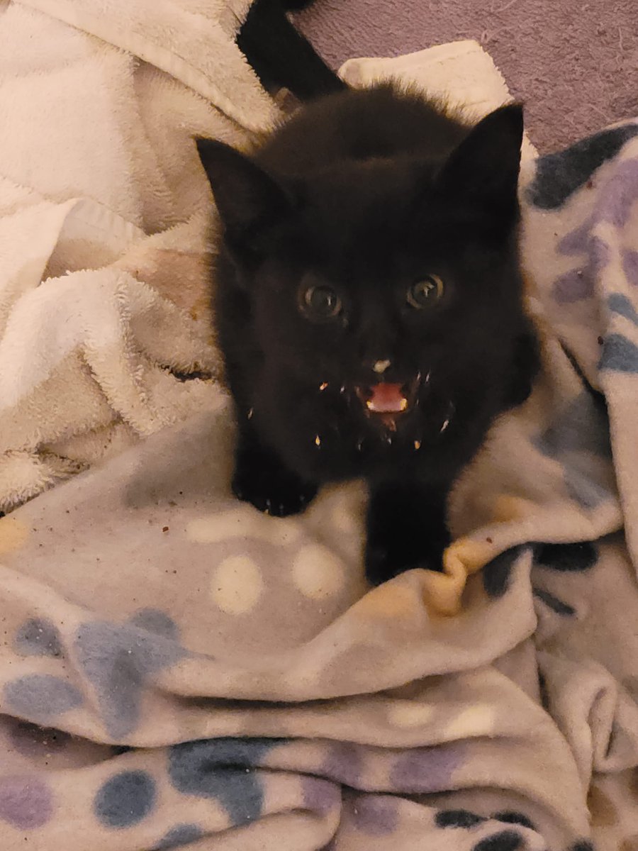 Little Siren the day after we rescued her from a trash barrel last summer. She just had her first meal of wet cat food. She REALLY liked it. #siren #Cats #CatsofTwitter #CatsOnTwitter #BlackCats