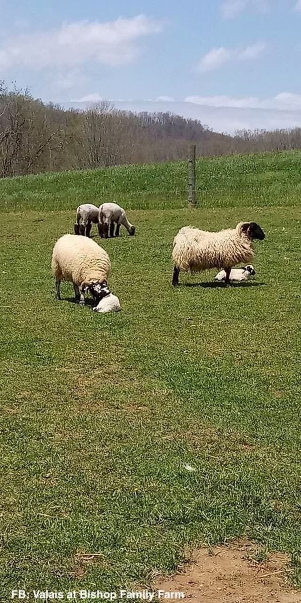 'Sad night last night but brighter day.  The ewe on the left lambed a stillborn and we were unable to resuscitate it.  She cried most of the night longing for her lamb after we removed it.  The ewe on the right lambed twins a last week though they were very small....