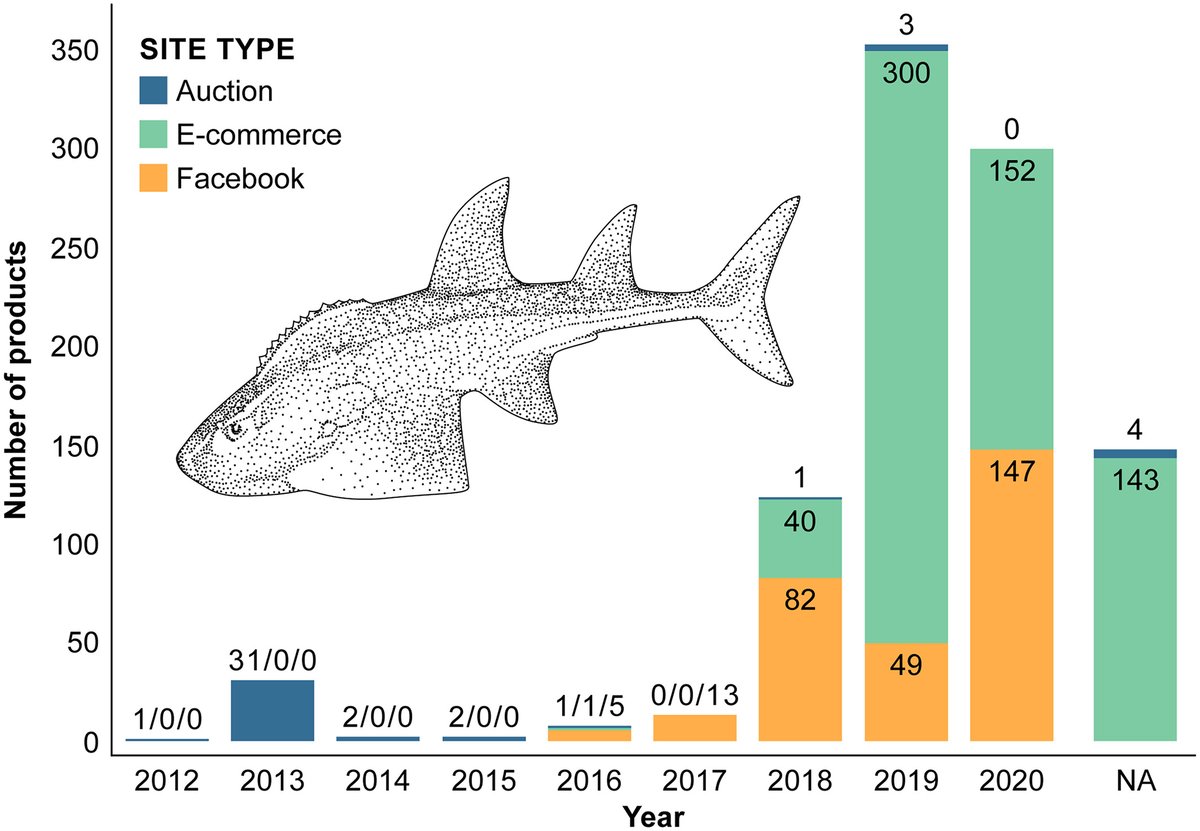 ConservationSP's tweet photo. In this article, Pytka, Moore, and Heenan discuss internet trade of a previously unknown wildlife product from shark-like rays, a critically endangered marine fish.🌊 Read more at https://t.co/H1C2uFWWb6
#conservation #science #ocean #marineconservation https://t.co/LvYjewzgYN