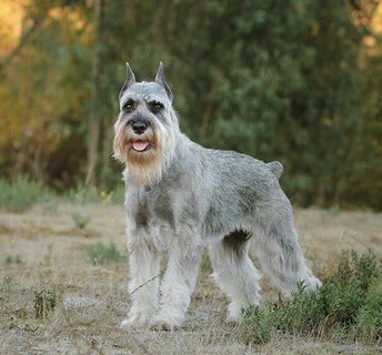 AKLegAsDogs's tweet photo. Cliff Groh, Anchorage (D)
Giant Schnauzer https://t.co/t8pCh1Yw7D