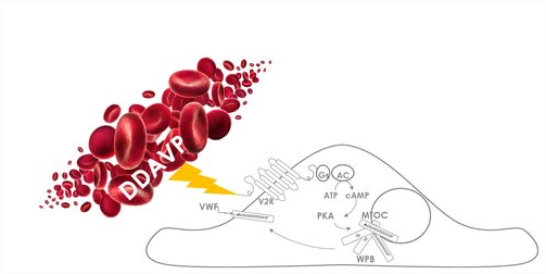 JCTR_ASP's tweet photo. #Administration of #DDAVP did not improve the #pharmacokinetics of FVIII concentrate in a #clinically significant manner
Higher #intensity #elicited an elevated #CHO #oxidation rate during exercise.
Explore more: 👇👇
https://t.co/r2Ylu8jiL4 https://t.co/rMPKmWQtY2