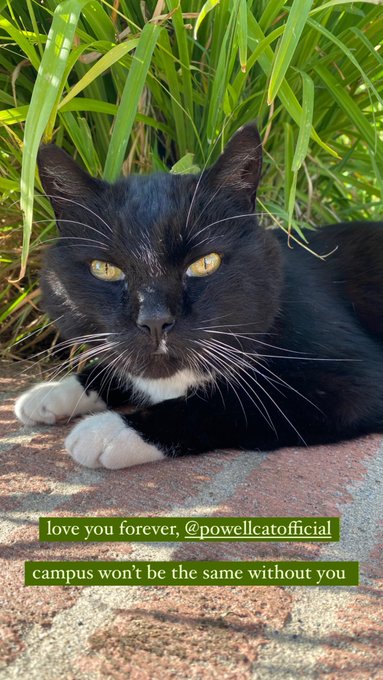we lost a ucla legend today 💔 thank you for being the best campus cat for 10 years 🫶🏻 #PowellCat https://t<a href="/tag/powellcat"class="tags"><span>#powellcat</span></a>