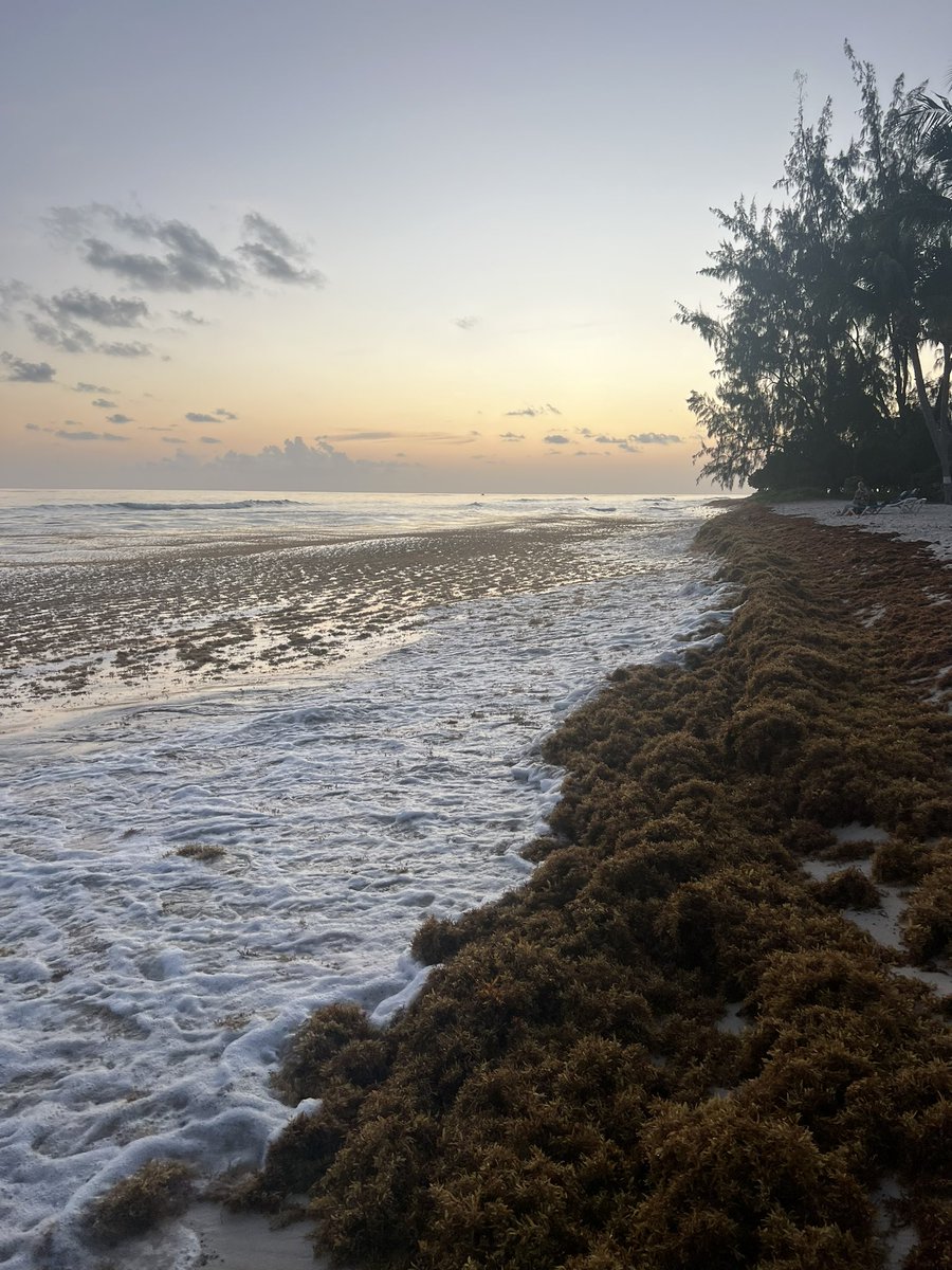 Sargassum beaching tonight in Hastings, Bridgetown - impacting yet more of the tourist industry in Barbados <a href="/SARTRAC1/">SARTRAC</a>