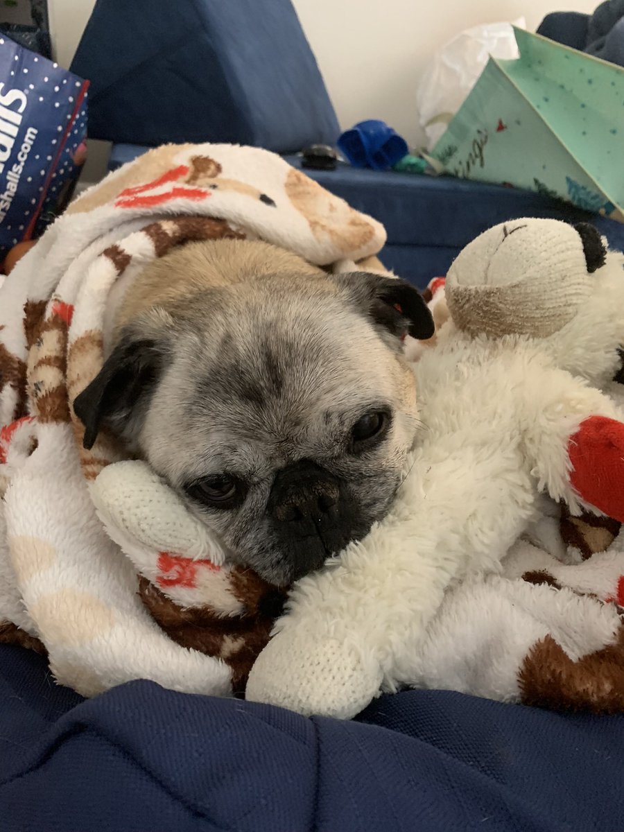 r_mesure's tweet photo. @howardeskin So sorry Howard #ripbear. It’s never is easy just went through it right around New Years. https://t.co/gv9oX6Ot1I