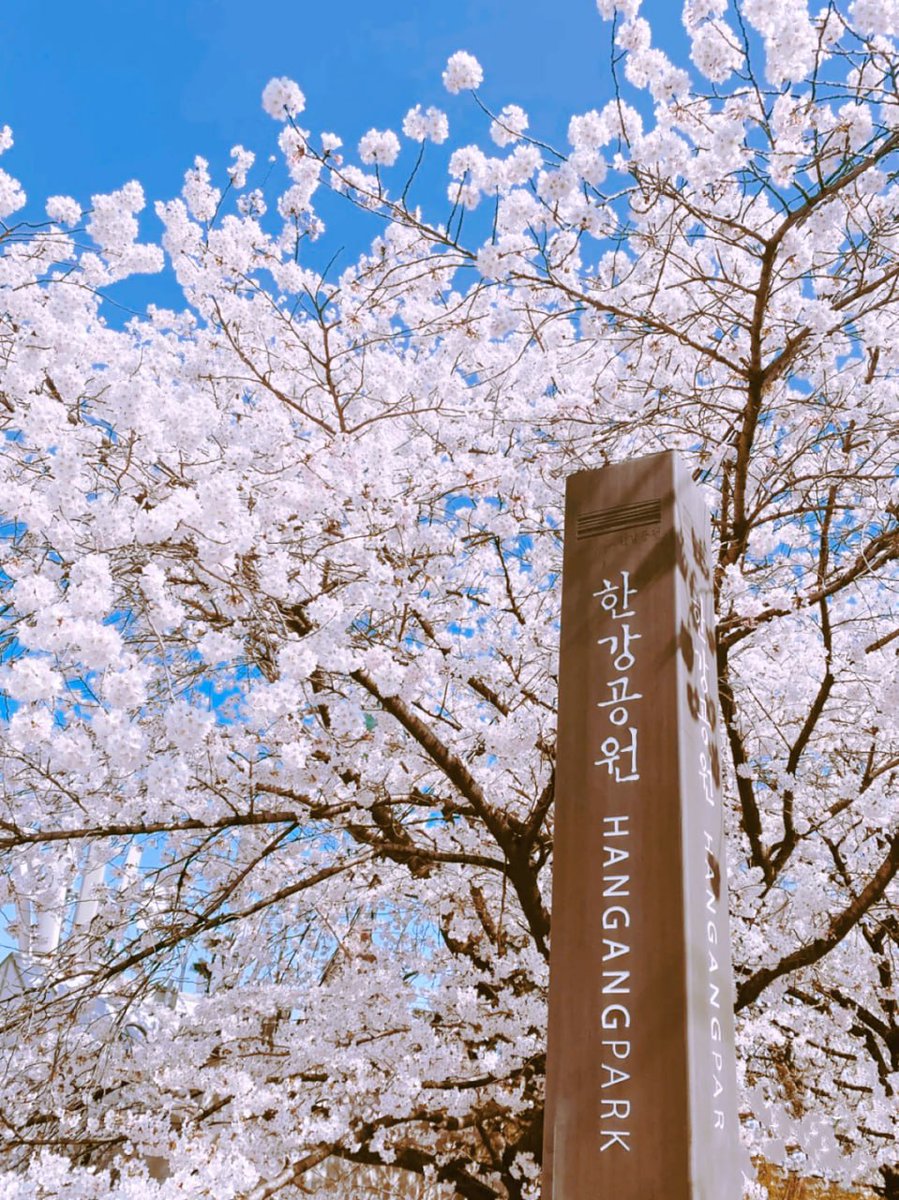 hanhan797's tweet photo. Spring is here, everything is revived, and the cherry blossoms in Korea have begun to bloom. Walking on the Cherry Blossom Avenue in South Korea, I feel like I am living in a movie every minute https://t.co/qrPMiVTdGo