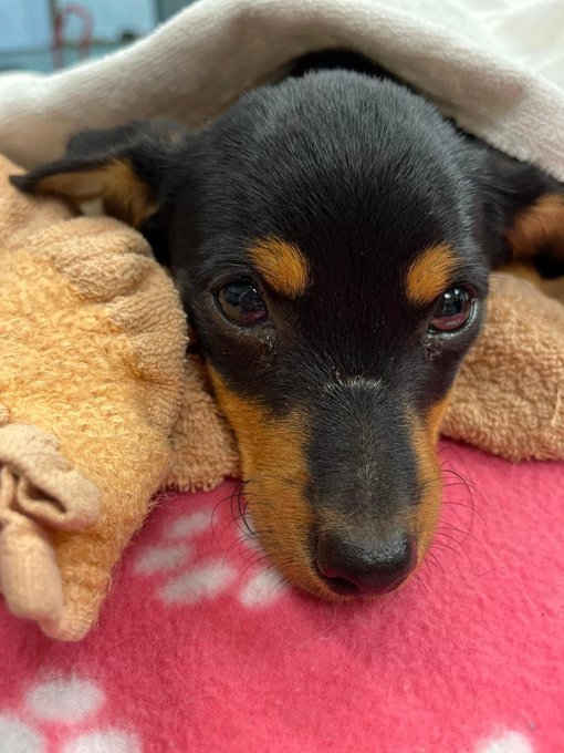 psychicwhisper3's tweet image. 😱MARLEY🚑Age 2 Months  
 Chihuahua Mix Puppy Hit By🚘
🆘CorpusChristiTX Will Kill Him ‼️
☠️3/10 NOON☠️#A353198
😭Injured Rear Limbs 1 Poss Broken
 He Needs🏥Please #Pledge4RESQ
💥Less Than 24 Hrs To #SaveMARLEY
 INFO⬇️Cannot Stand On R Limb😢