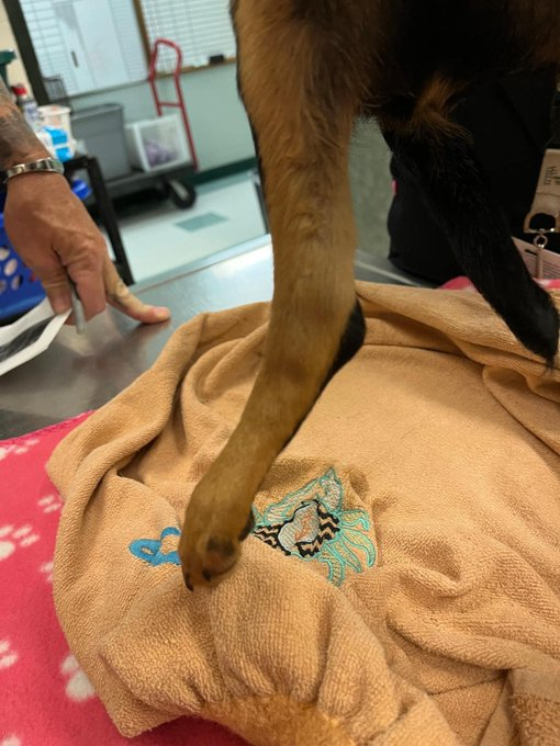 psychicwhisper3's tweet image. 😱MARLEY🚑Age 2 Months  
 Chihuahua Mix Puppy Hit By🚘
🆘CorpusChristiTX Will Kill Him ‼️
☠️3/10 NOON☠️#A353198
😭Injured Rear Limbs 1 Poss Broken
 He Needs🏥Please #Pledge4RESQ
💥Less Than 24 Hrs To #SaveMARLEY
 INFO⬇️Cannot Stand On R Limb😢