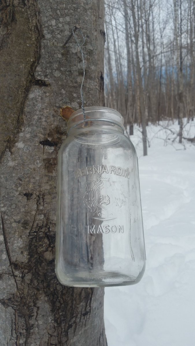 TheRustyIRiS's tweet photo. Time to hang the jars in the sugar maple trees, sap's about to flow.

I make my taps from sumac shoots.

#MapleSyrup #SugarShackery #SweetReward https://t.co/TogDwWDNYl