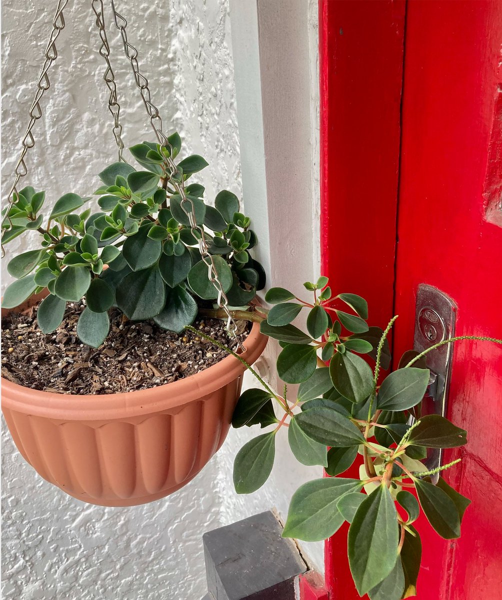 This beautiful native Peperomia hanging out front of our apartment always makes me smile! This was grown from a tiny cutting, a gift from the lovely Sharon and Russell at Limpinwood Garden Nursery.