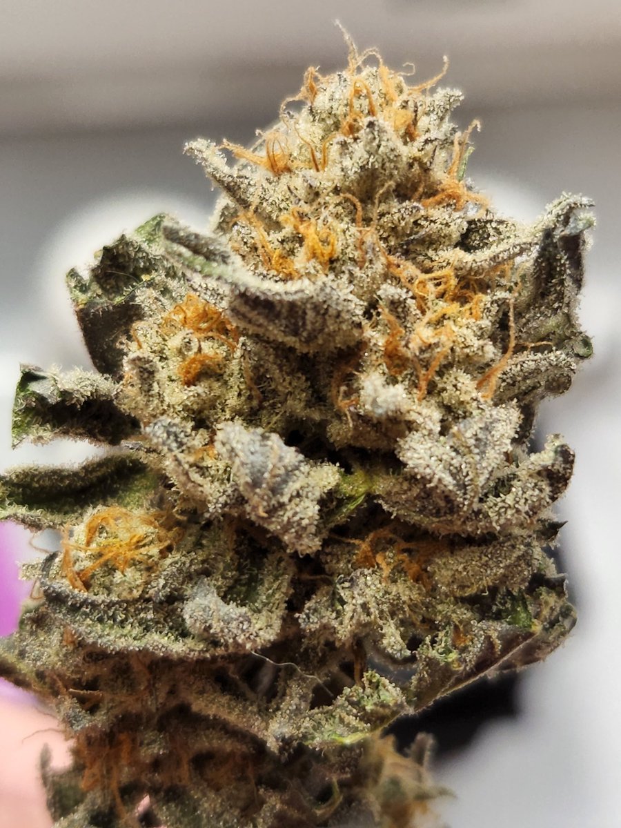 47th_Parallel_'s tweet image. Our Buddy's Breath F2 all dried up. All I can say is WOW. Really happy with this cultivar. This has been dubbed the "JP8 Pheno" for its jet fuel temperature profile.

#Mmemberville #420community #420Life #CannabisCommunity #cannabisculture #Frosty #Gas #47thparallel