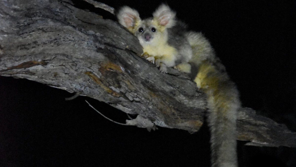 Without all the fluff, there's not much to these Australian Greater Gliders (originally, Poong-goong or Warnda), which makes gliding (up to an impressive 100m) that much easier. 

Grab your night-vision binoculars and head to the forest!

#MIA #ActionForNature #WildLifeEveryDay
