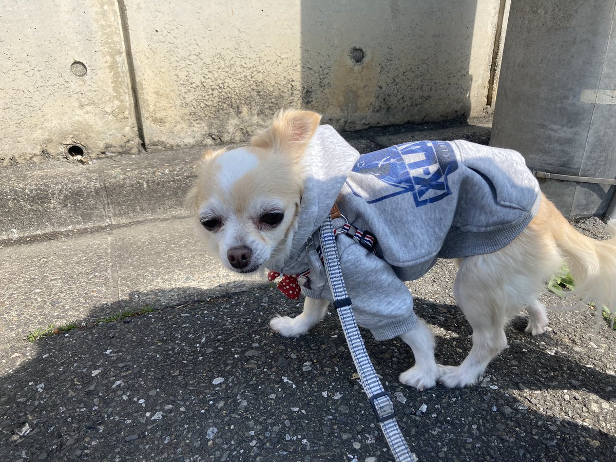 チワワのゆず tweet media