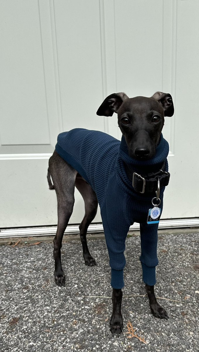 Here’s an iggy in a blue turtleneck to cleanse your timeline. You’re welcome.