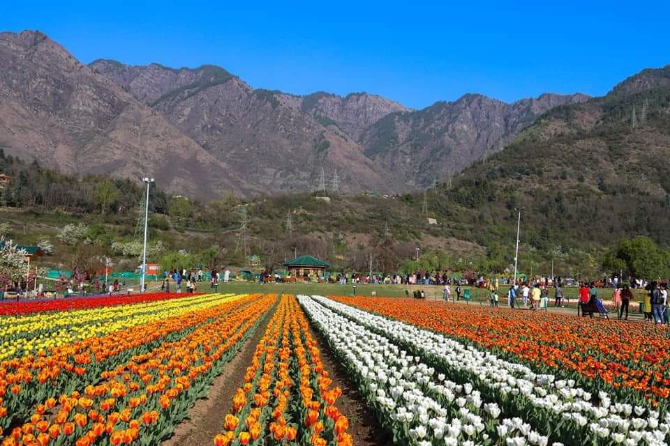 Rubabkhalid22's tweet photo. Tulip garden srinager
#Kashmir https://t.co/GbjwYrtSsz