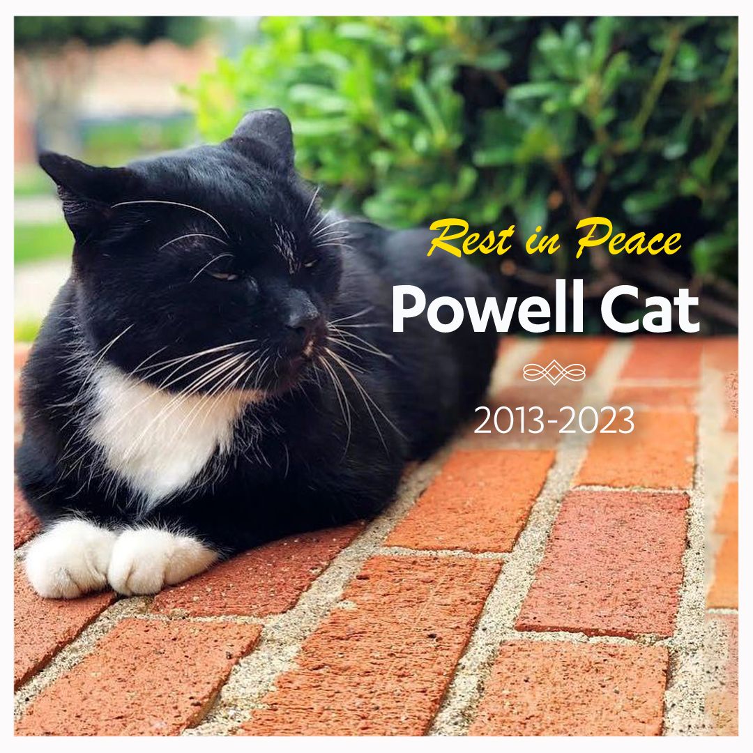 Powell Cat was a true icon at @UCLA, and their passing has left a profound impact on our community. They were loved by all who knew them, and their memory will continue to inspire us to spread kindness and joy to those around us. #PowellCat