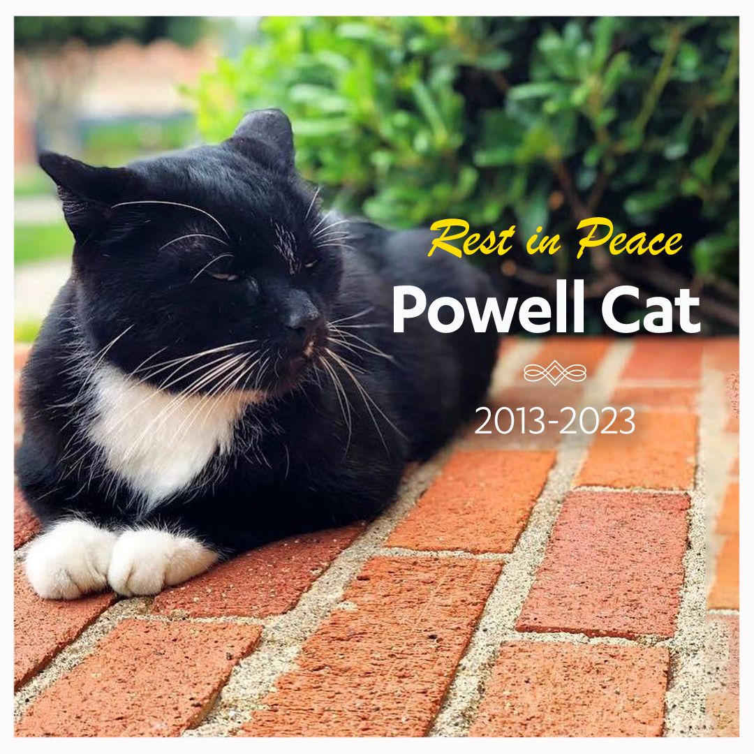 Powell Cat was a true icon at <a href="/UCLA/">UCLA</a>, and their passing has left a profound impact on our community. They were loved by all who knew them, and their memory will continue to inspire us to spread kindness and joy to those around us. #PowellCat