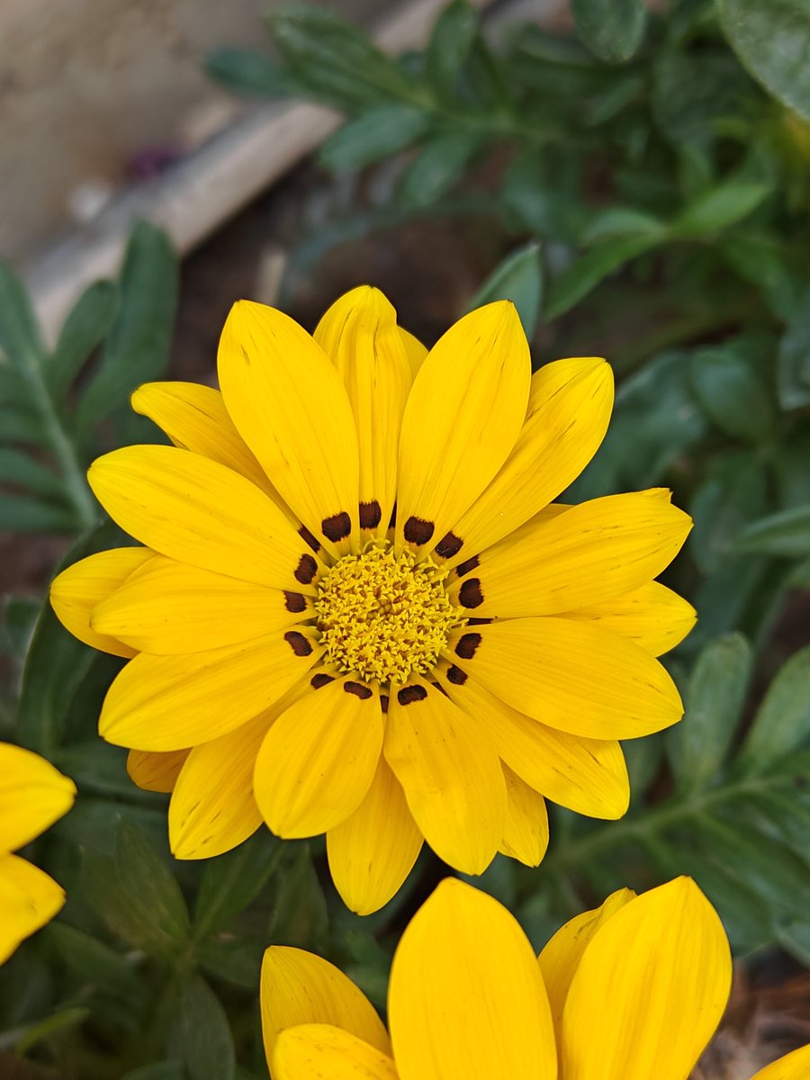 Good morning #FridayFeeling #fridaymorning #FridayVibes #gazania #gazaniaflowers #friday #gazaniaplants #gazanialovers #modi #garden #gardening #gardensoftwitter  #gardeningtips  #plants #TrendingNow #topnursery #rajgardenlants #rookhrajpaudhshala Rajgardenplants.com