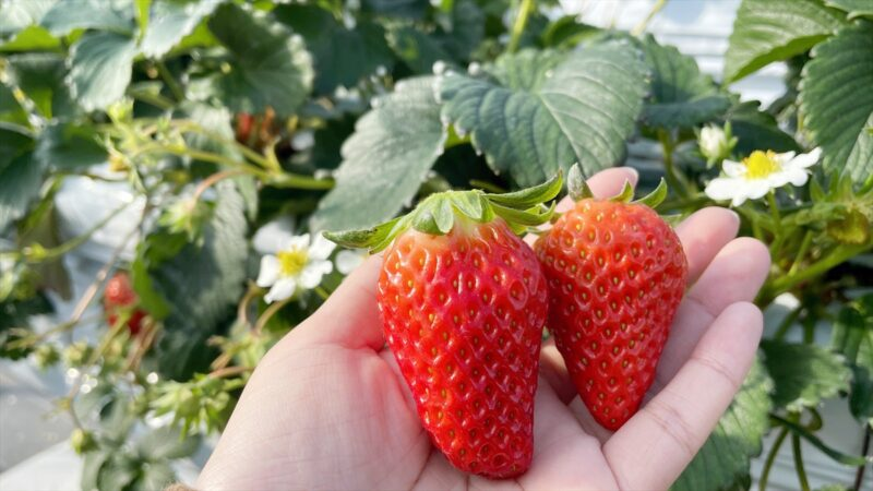 kokusaibus's tweet photo. おさんぽマルシェミニツアー好評受付中！
むさしの村いちご狩りとスイーツ作り体験
出発日：3/25(土) 日帰り
▼集合場所・時間
国際興業観光バス板橋営業所(8時00分)
▼旅行代金＊「旅して！埼玉割」割引適用後
大人(中学生以上) 5,600円・小人(3歳以上) 5,200円 3歳未満無���
https://t.co/S7O0704zHd https://t.co/M7TJCu1gJc